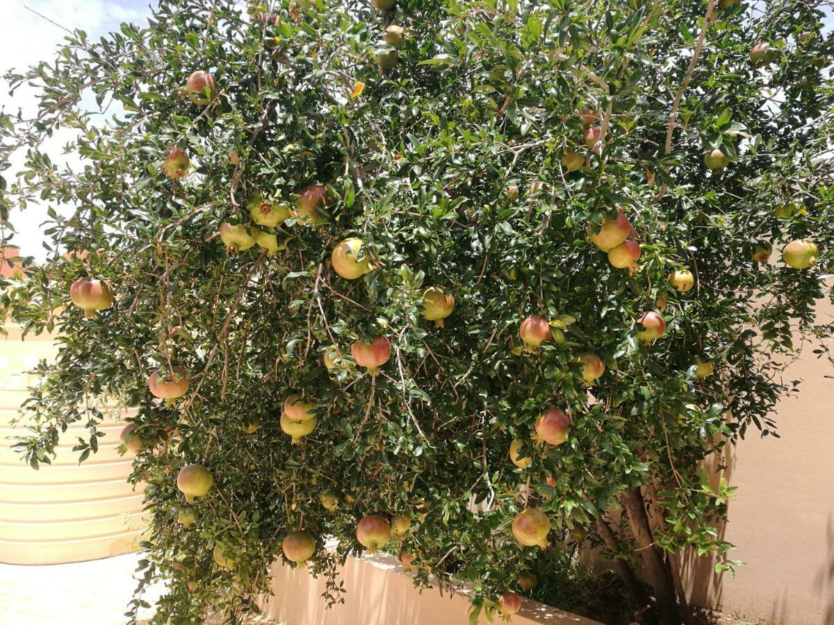 Salassel Al Jabal Al Akhdar Guesthouse Al 'Aqar Exteriér fotografie